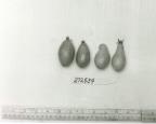 Click for 1 image(s) for this accession. FRUIT